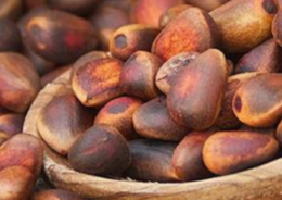 Монгольские инвесторы вложат 200 млн рублей в строительство завода по переработке кедровых орехов в Забайкалье