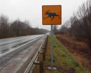 На федеральных трассах в Псковской области установили новые дорожные знаки с изображением лосей