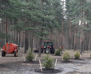 В Петербурге высадили 367 деревьев и 11,5 тыс. кустарников