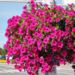 Ко Дню города Петербург украсят 2 млн цветов