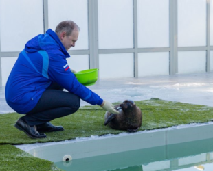 Водоканал завершил капитальный ремонт бассейнового комплекса Центра реабилитации морских млекопитающих