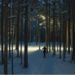 На лыжной трассе в Сосновом Бору модернизировали освещение