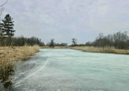 Парк бывшей усадьбы Ганнибалов в Суйде перейдет в собственность Ленобласти