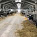 Молочную ферму построят в Можайске