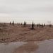В будущей «Парковой линии» намыва на Васильевском острове появились елки на песке