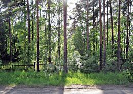 Парк Тарховка в Сестрорецке приберут и засадят деревьями