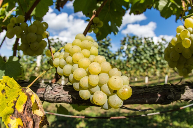 В Краснодарском крае хотят строить отели и рестораны на территории малых виноделен